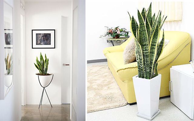 Ideas para decorar interiores con cactus. Plantas de interiores.