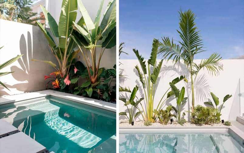 Plantas decorativas para la piscina