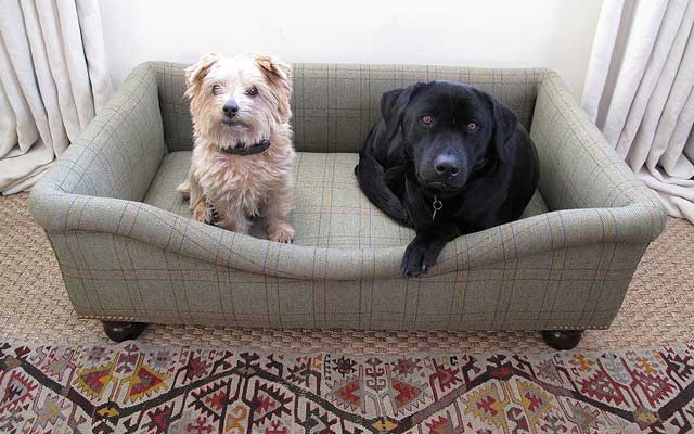 decoracion-interiores-mascotas-perros